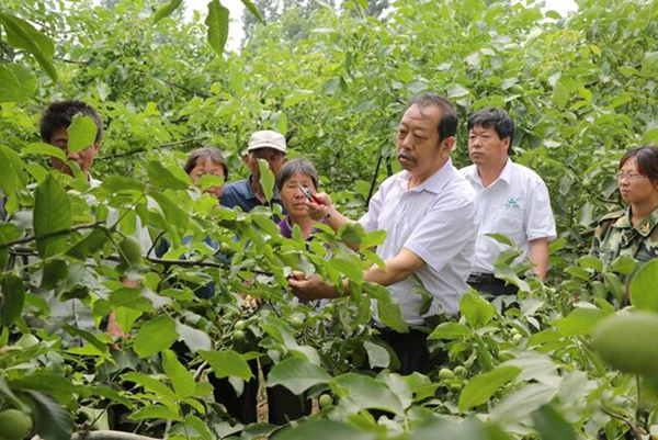 图为李保国在田间为田舍解说核桃栽培实用技术。